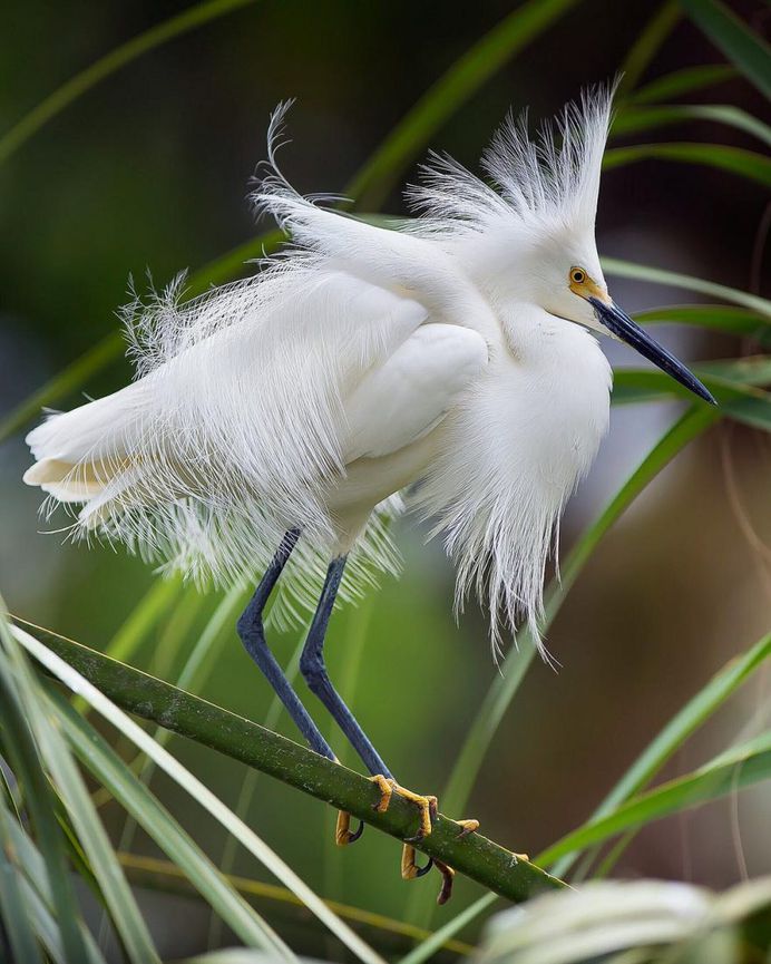 #birdsofinstagram: Fantastic Bird Photography by Jeffrey P Karnes