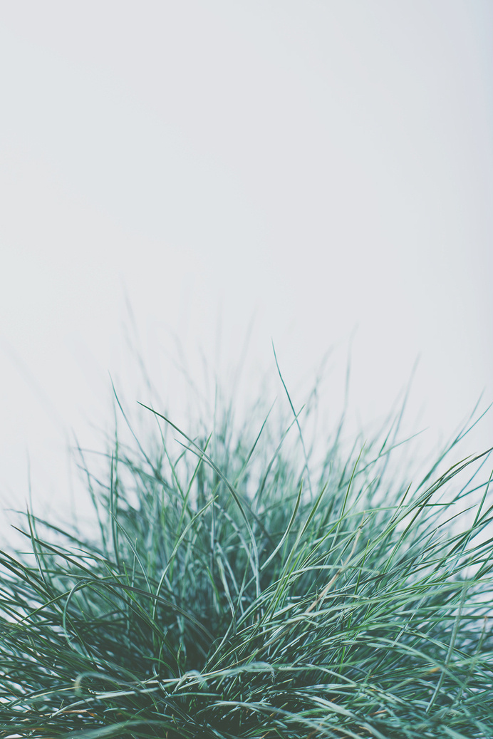 blue5.jpg #plants #studio photography #foiliage #flowers