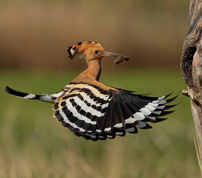 #birdfreaks: Stunning Bird Photography by Kotics Zsolt