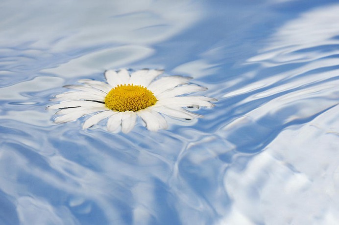 daisy painting & daisy paint by number #painting