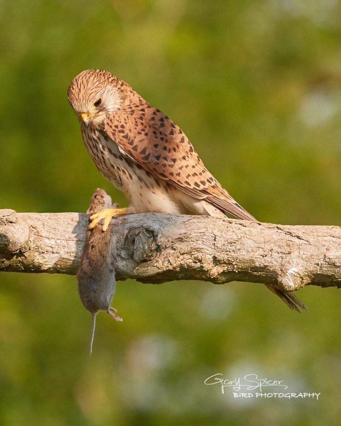 #perfect_birds: Fantastic Birds Photography by Gary Spicer