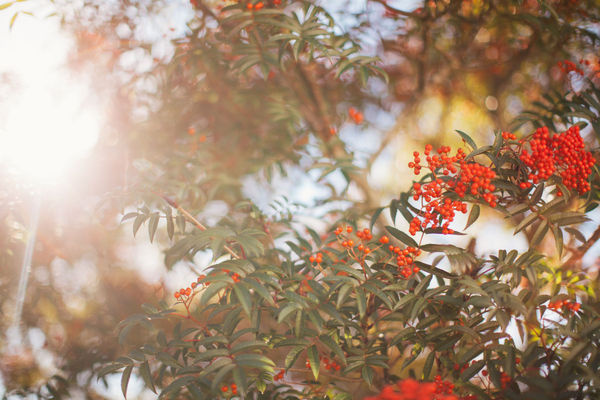 Rowan #three #photo #summer #rowan