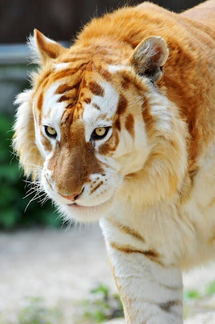 tiger #beast #stripes #orange #cat #fur #photography #tiger #animal #beauty