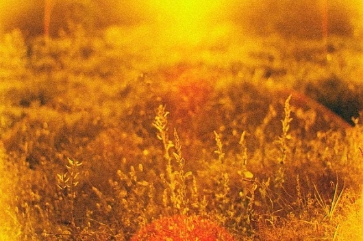 I'm different on the Behance Network #sun #photography #film