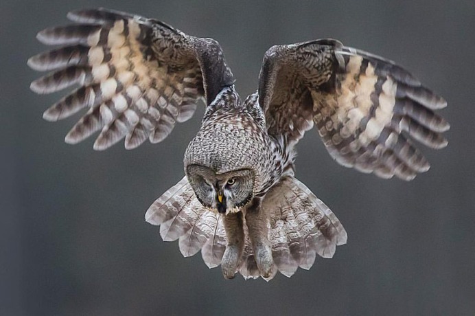 Brilliant Birds Photography by Jonas Classon