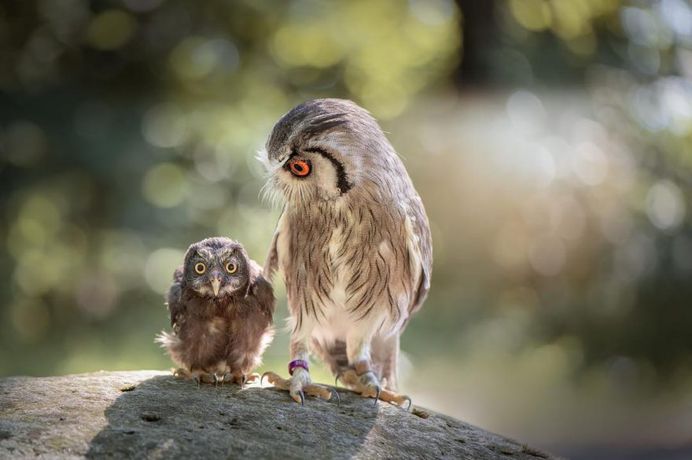 #owlsofinstagram: Adorable Owl Pictures by Tanja Brandt