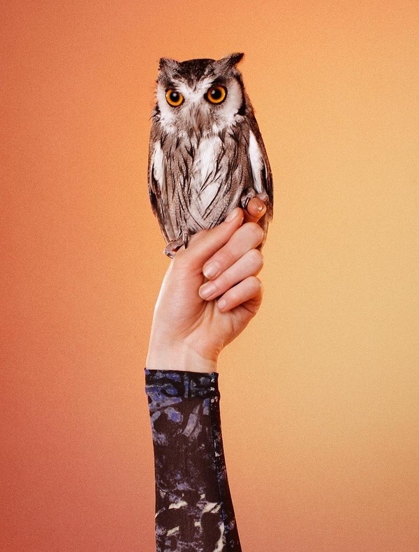 owl #owl