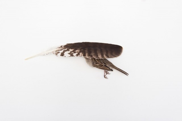 Still Life Photography by Kai Aragaki #inspiration #photography #still #life