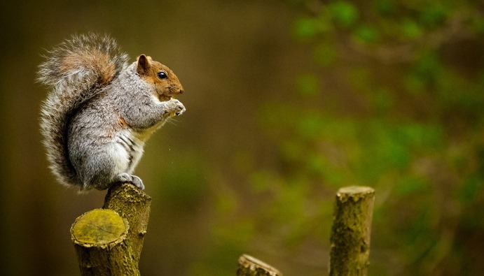 Squirrel 