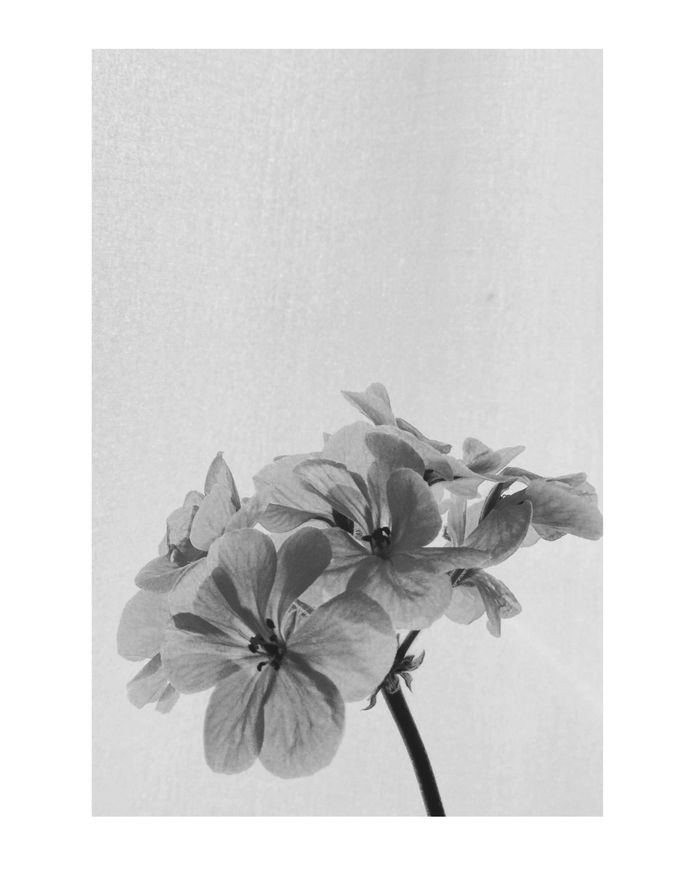 #pelargonium PHOTOGRAPHIE © [ catrin mackowski ]