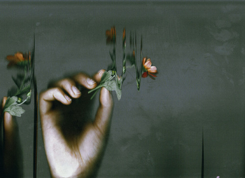 #scan #scanner #sit-scan #sitscan #sit scan #flower #hand