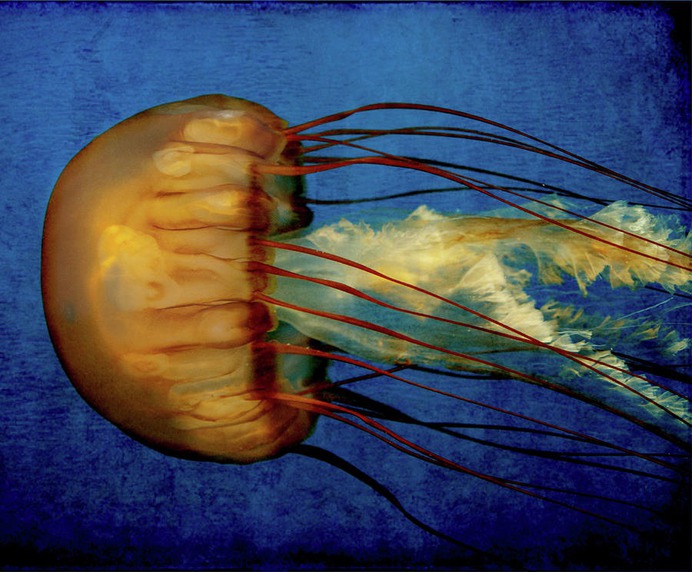 easy jellyfish painting & jellyfish paint by numbers #painting