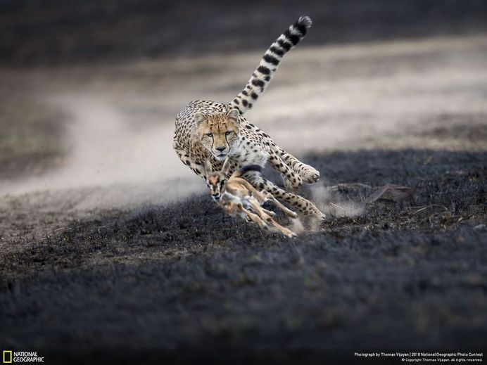 An Astonishing Chase, Thomas Vijayan