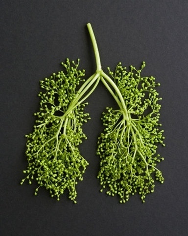 FFFFOUND! | SZ-Magazin : Katrin Rodegast Grafik & Illustration #parklands #photography #lungs