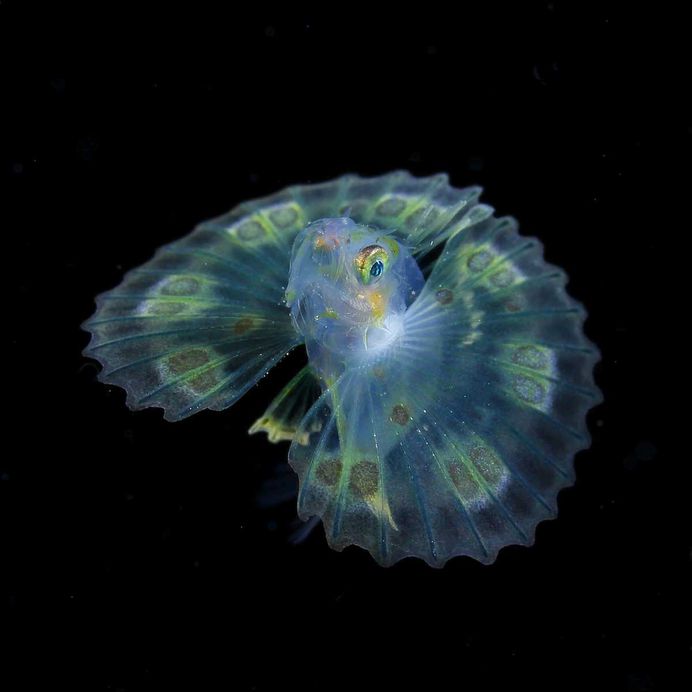 Photographer Ryo Minemizu Captures The Underwater World of Plankton