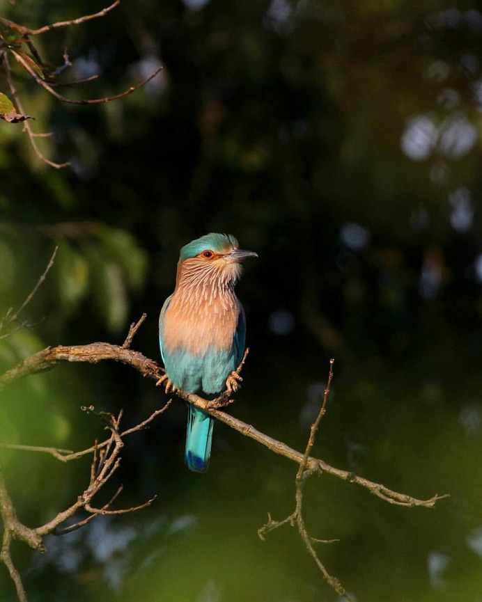 Birds of India: Beautiful Bird Photography by Raj Shelke