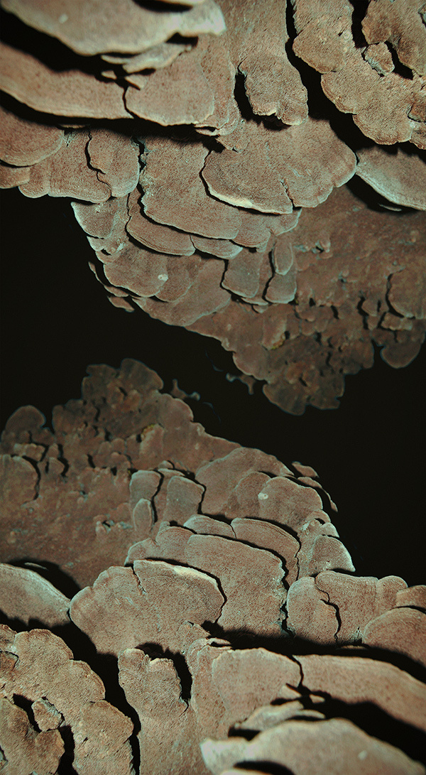 Pale Grain THE STAIRS #limited #mushroom #edition #tree #print #image #mirror #nature #strairs