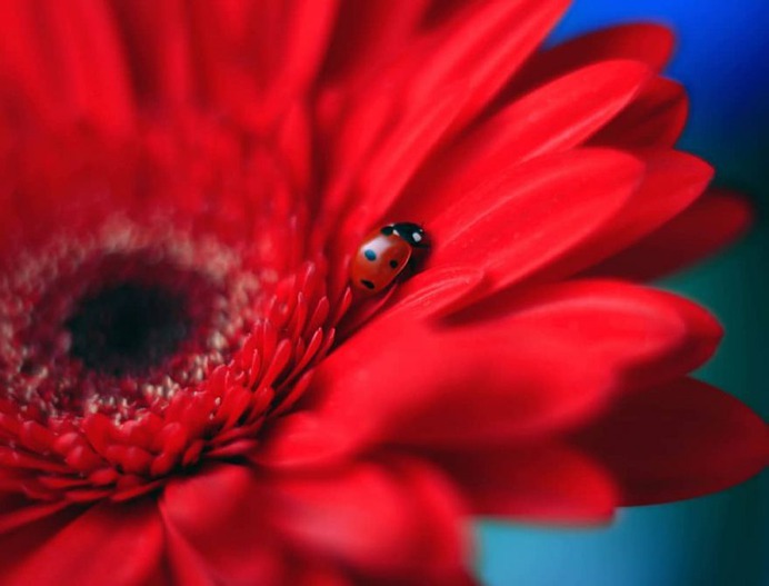 Magical Macro Photos Ladybugs and Flowers by Elena Andreeva
