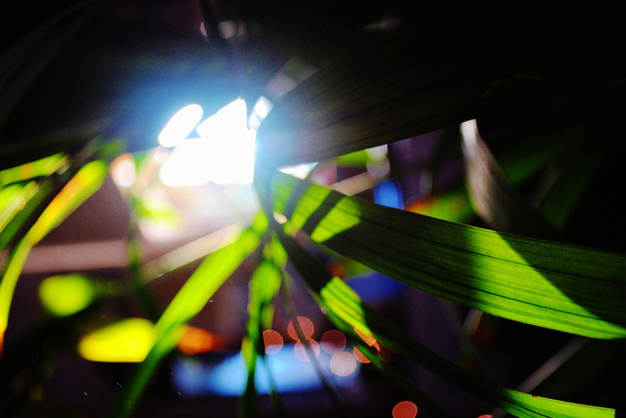 London plant at home4 | Flickr - Photo Sharing! #london #walby #photography #david #light #plant