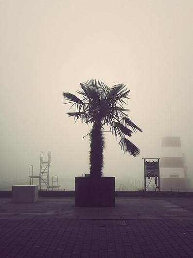 Deserted City | Fubiz™ #palm #fog #swim