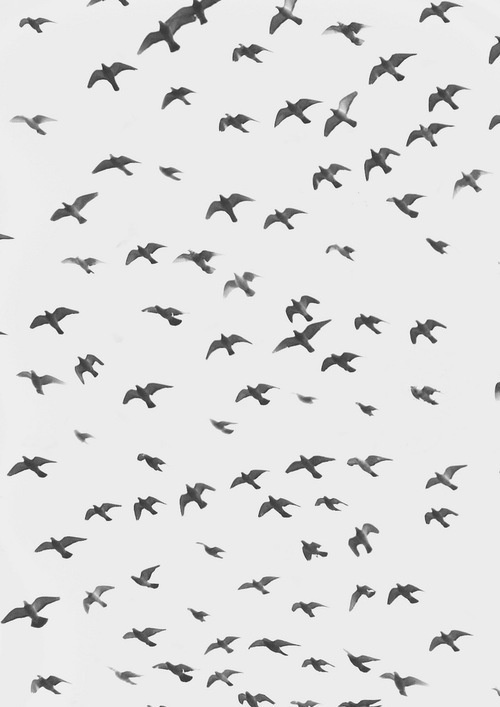 . #birds