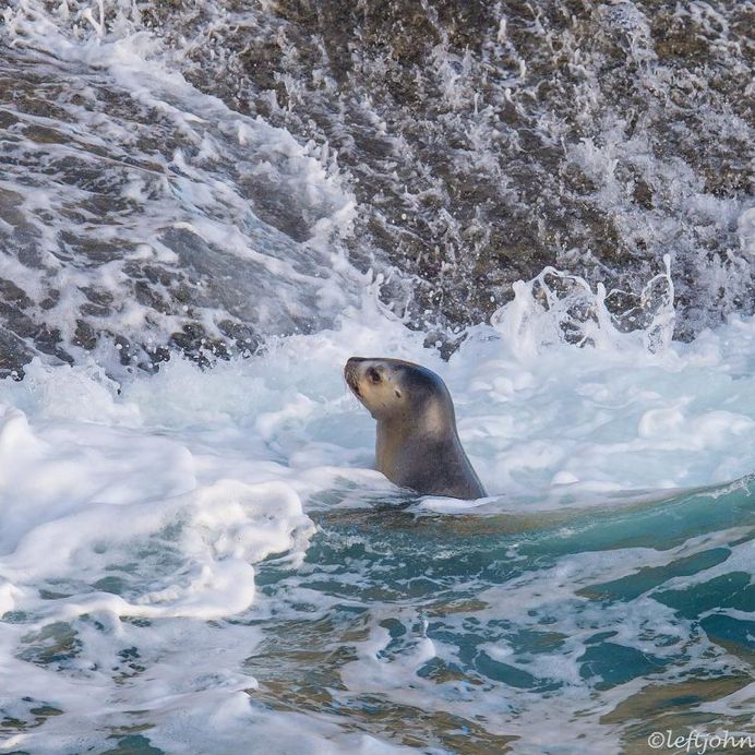 Amazing Wildlife Animals Portrait Photography by Jon Langeland