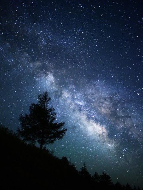 #sky#star#tree#photography