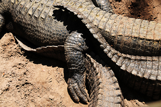 Gator #nature