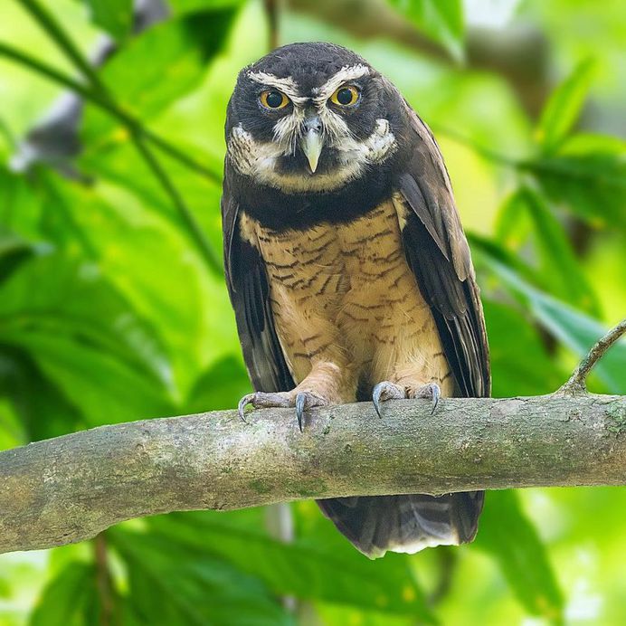 #your_best_birds: Fantastic Bird Photography by Abinash Dhal