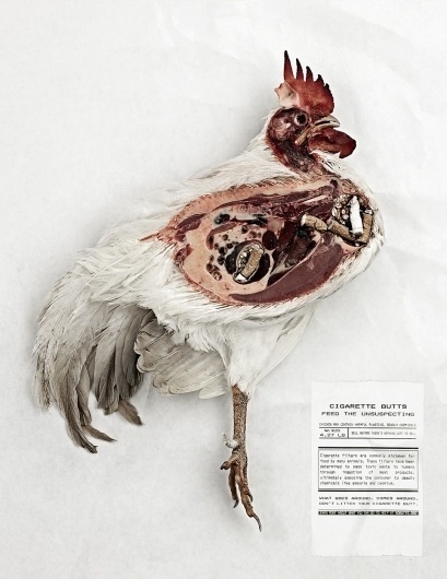 NoButts.org, Anti-Cigarette Butt Pollution Campaign: Chicken | Ads of the World™ #shock #nobutts #jasonperez #jason #advertising #perez #chicken #unt #student