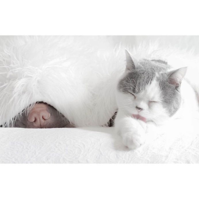 Annie Jacob Captures Unconventional Friendship Between A Shar Pei And His Cat