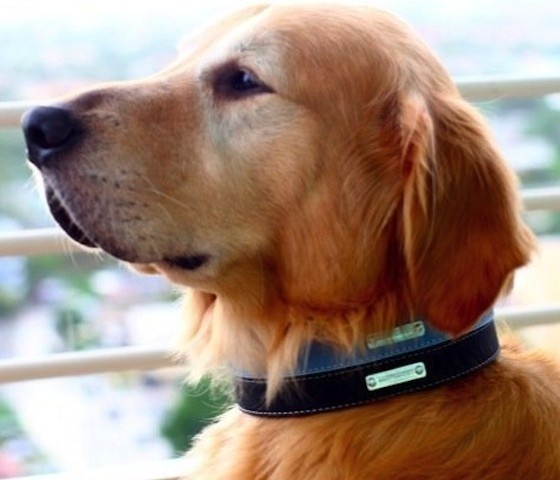 Dog Collars by Legitimutt #collar #dog