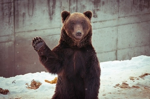 Digital notes (hi…) #bear #animal #hello