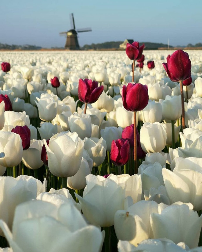 #pinktulips: Fantastic Flower Photography by Dirk Jan Piersma