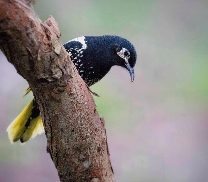 Birds of Australia: Beautiful Birds Photography by Barry Baker