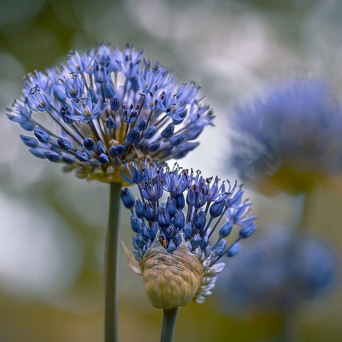 #splendid_flowers: Fantastic Flowers Photography by Elena Shavlovska