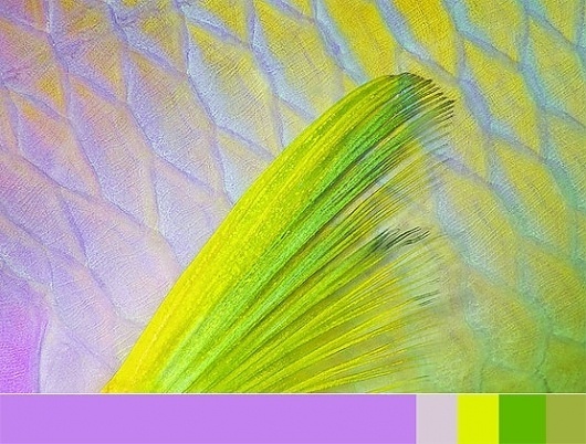 Business Blog / A Fantastic Look At The Amazing Colors Under the Sea by COLOURlovers :: COLOURlovers #fish #color #underwater #lime #neon