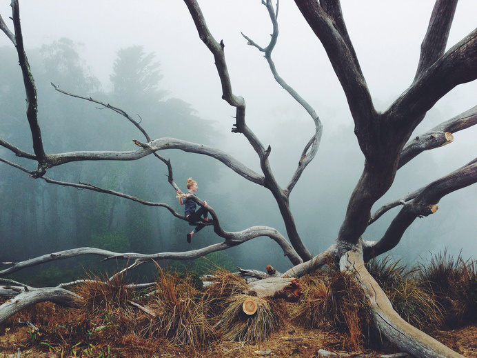 Kevin Russ #photo #forest #tree