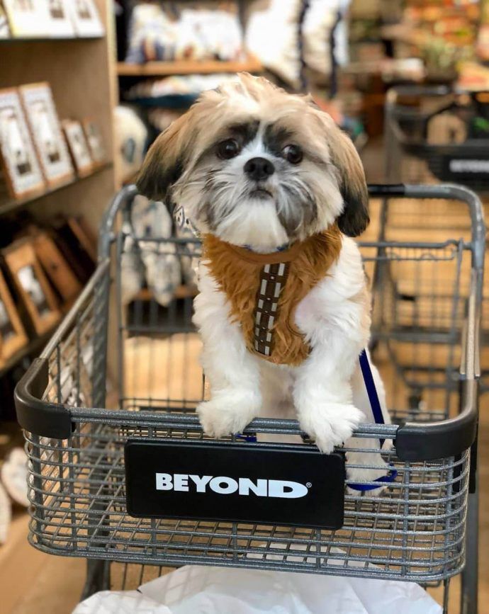 Most Dog Friendly Stores in America - Bed Bath & Beyond
