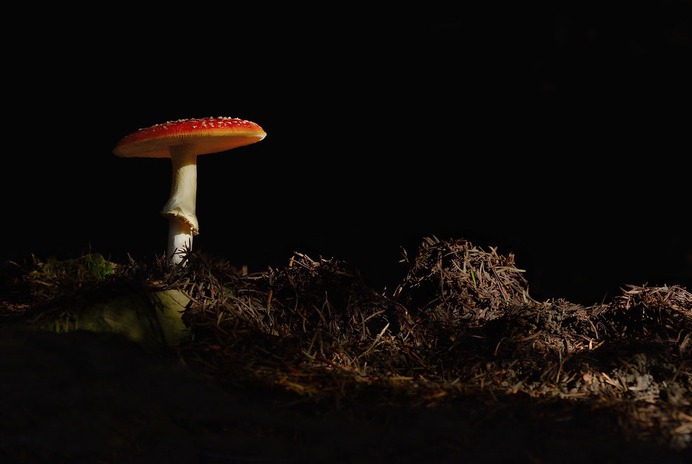 Fly Agaric (Amanita muscaria)