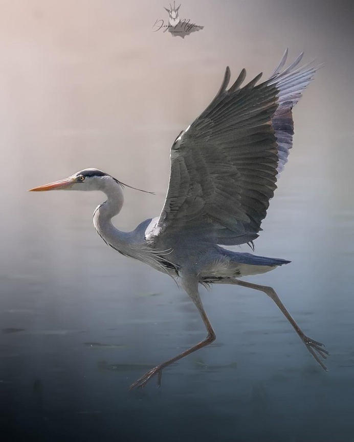 #birds_adored: Wonderful Birds Photography by Diego Maffina