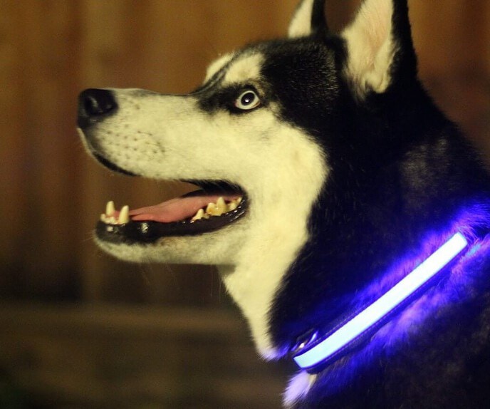 HALO MINI - Illuminated Pet Collars