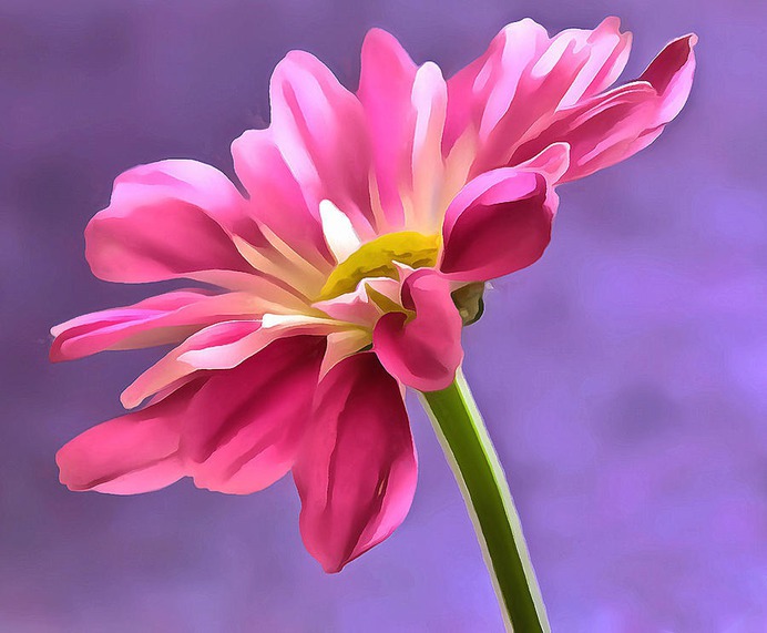 daisy painting & daisy paint by number #painting