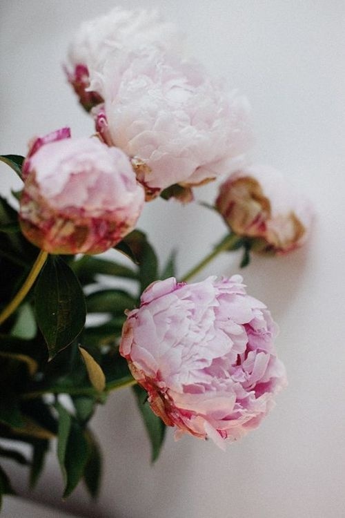 Tumblr #flower