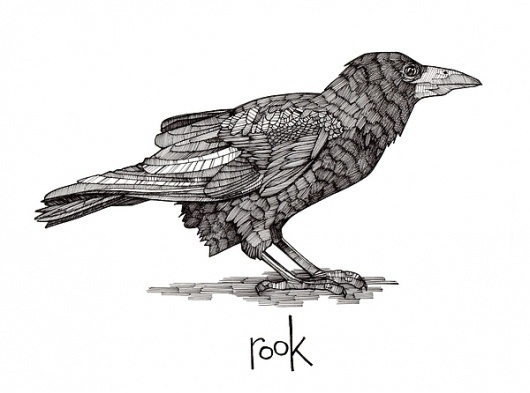 Smallwoods-Studios Illustration #rook #bird #illustration #pen #drawing