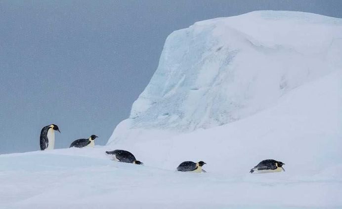Franka Slothouber Captures The Emperor Penguin Colony in Antarctica