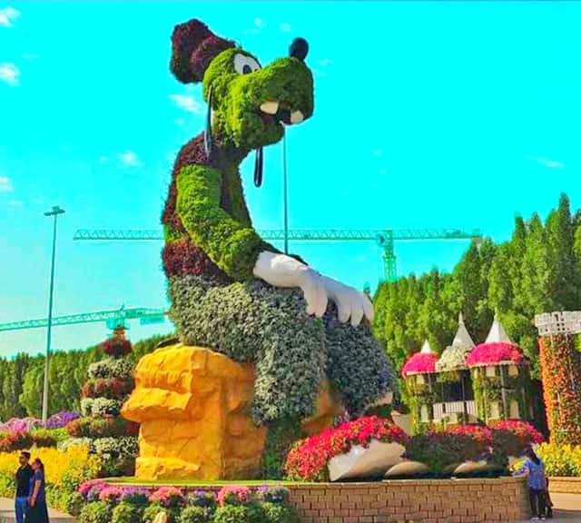 Visitors really love the presence of the Goofy's topiary art at the Dubai Miracle Garden.