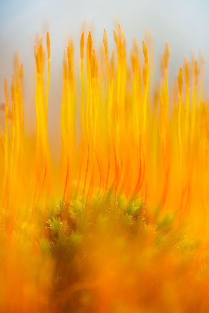 On Fire by Claudia de Jong