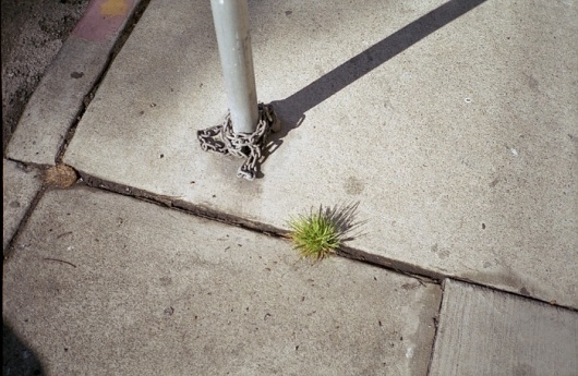 Orphans. - Russian Carpet: Daily inspiration, trends, mood board. Architecture, art, design, fashion, photography. #urban #pavement #tree #design #russian #photography #carpet #orphans #green
