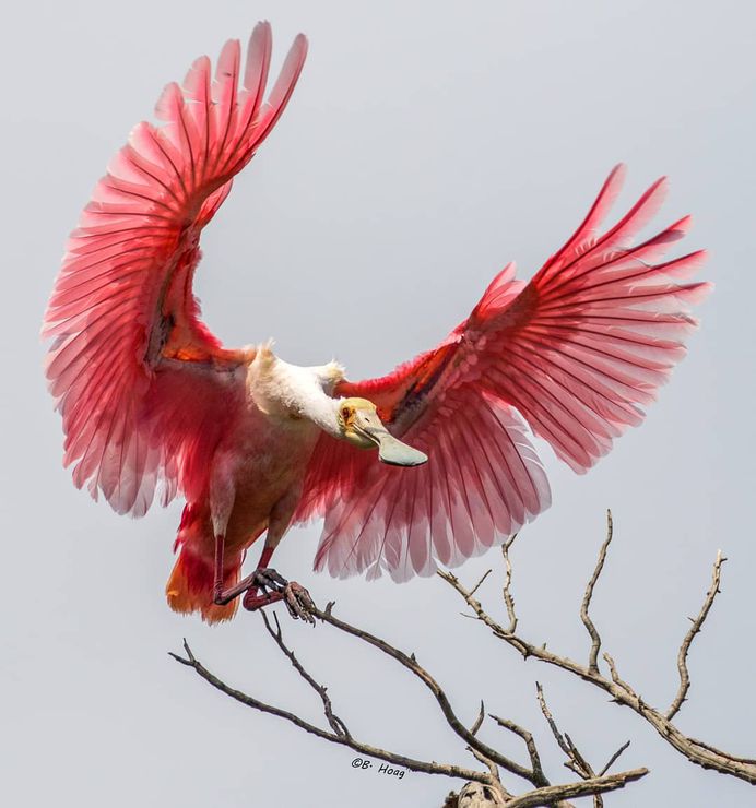 #your_best_birds: Creative Bird Photography by Bill Hoag